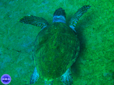 Excursions en Crète 2026