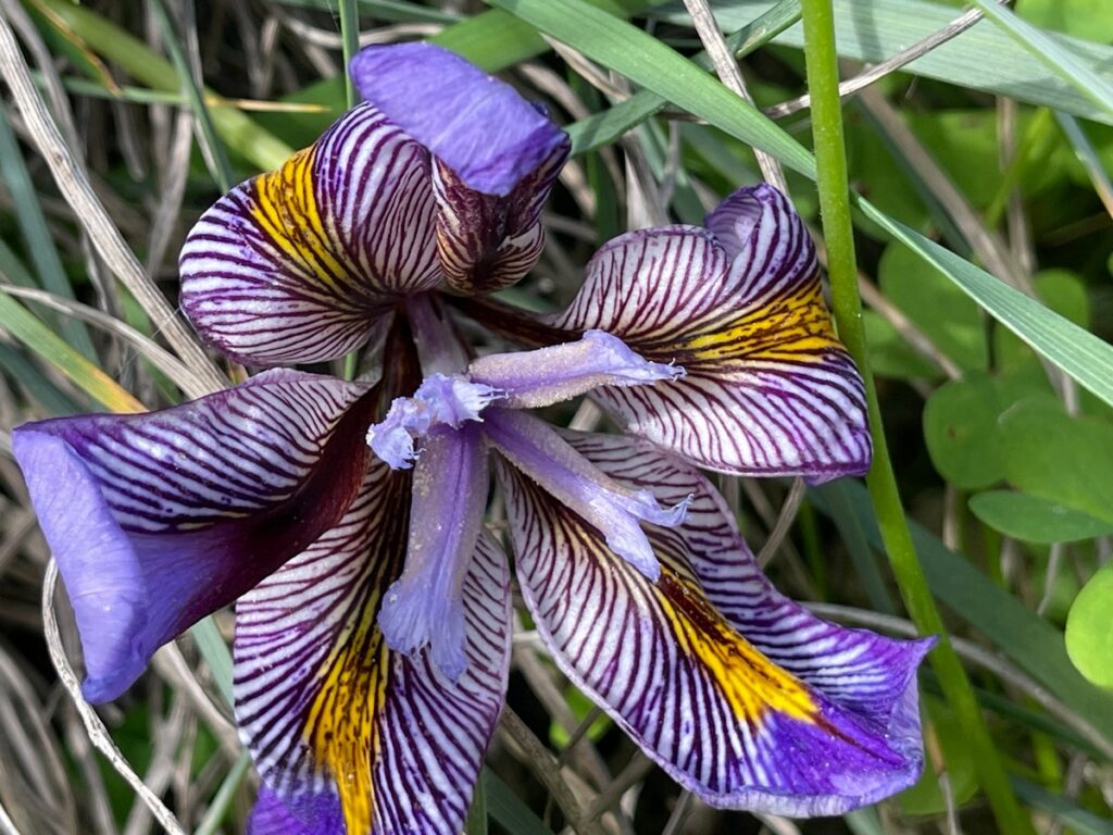 Crete is considered a flower paradise, particularly in springtime (mid-March to late May), boasting over 2,000 plant species, including around 200 endemic species found nowhere else on earth. The island becomes covered in a "sea of flowers" during spring, especially in mountainous areas, gorges, and fields