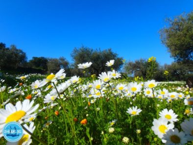 Eenvoudig, snel en voordelig: vliegen en verblijf in één pakket bij Zorbas Island. Wij gaan voor u op zoek naar de scherpste prijzen. Vraag uw offerte aan voor een onvergetelijke tijd in Kokkini Hani.