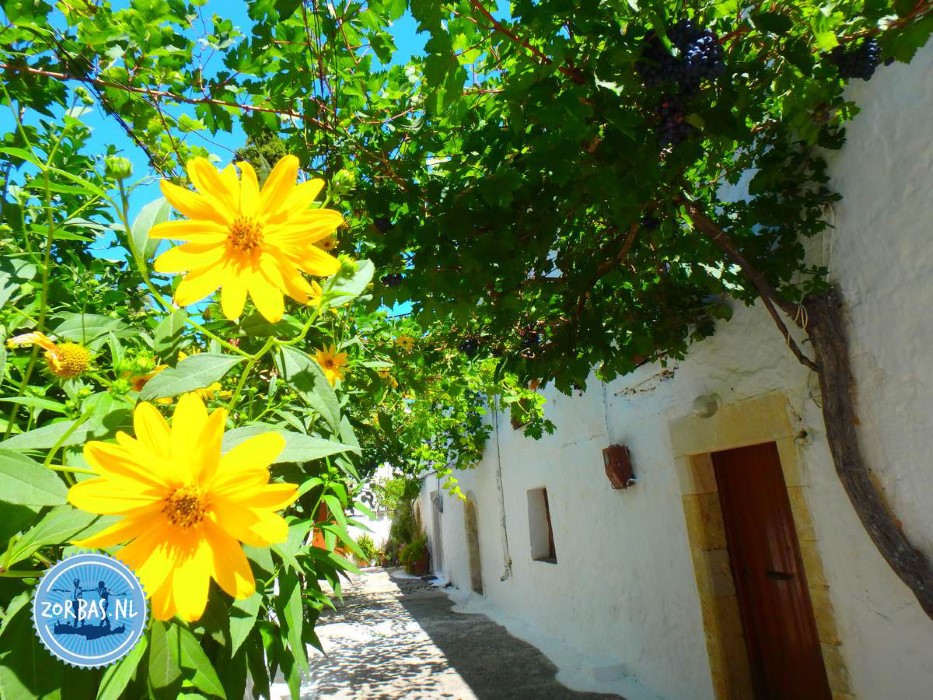 . Een Kleurexplosie op Kreta
Vergeet de grijze regendagen! In de meivakantie verandert Kreta in één grote bloementuin. Van dieprode papavers tot zeldzame orchideeën; het is prachtig buiten. Zin om nog snel even op te laden in de zon?
