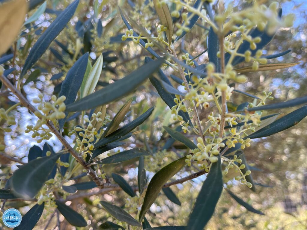 The Zorbas Island olive oil is carefully produced and is now available to order everywhere. With an acidity of 0.3, this is absolute top class. Ideal for drizzling over a salad or simply dipping with some bread.