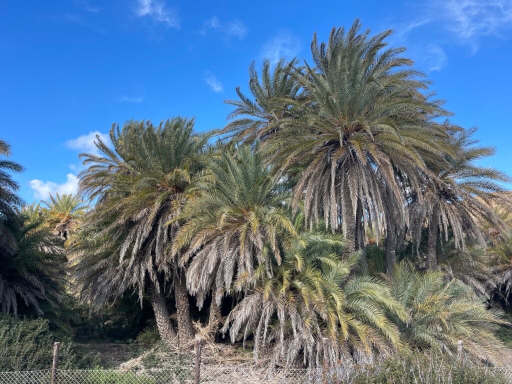 Preveli Palm Beach is an exotic destination on the southern coast of Crete, Greece, famous for its unique native palm forest, the flowing Megalos Potamos river, and dramatic gorge landscape. It is located about 40 km south of Rethymno city