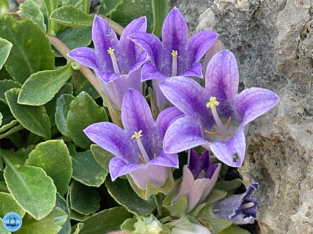 Crete in Spring 2026 is a fantastic choice for a diverse holiday, offering blooming landscapes, pleasant weather ideal for hiking and exploring