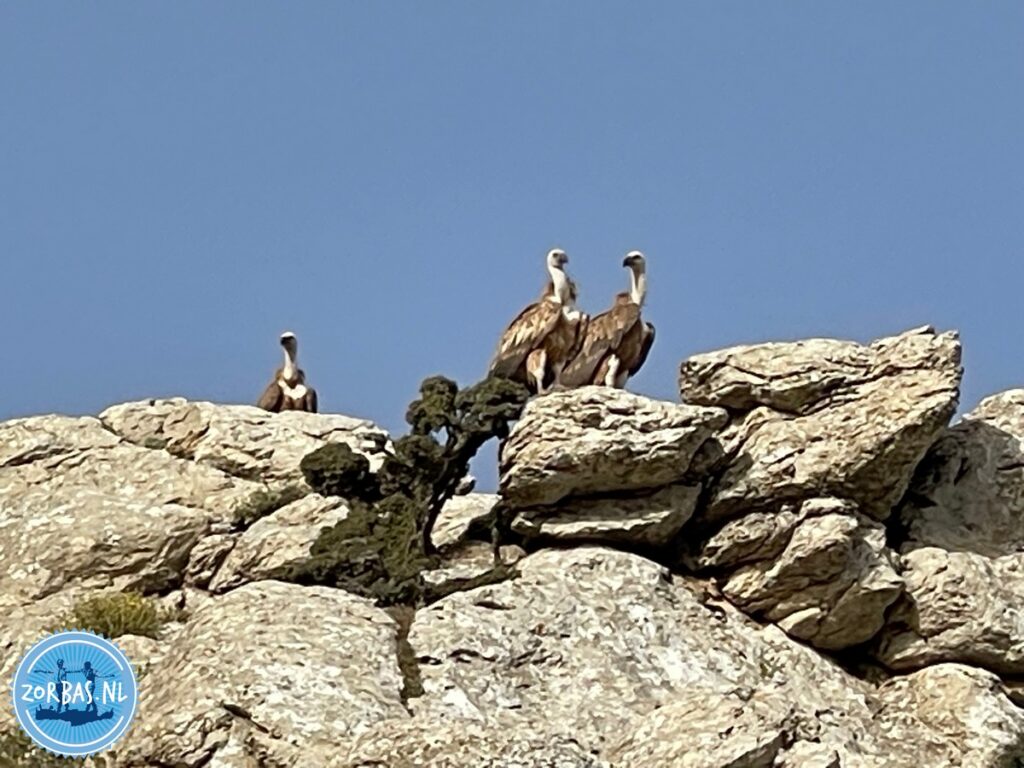 Crete is famous for its thriving vulture populations and hosts the largest insular colony of the Eurasian Griffon Vulture in the world