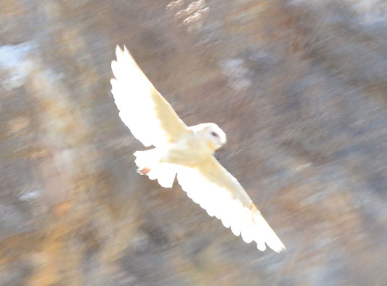 Er leven veel witte uilen op Kreta. Die kom je vaak tegen in de natuur. deze foto gemaakt bij agios Ioannis kreta in Gournes Kreta.