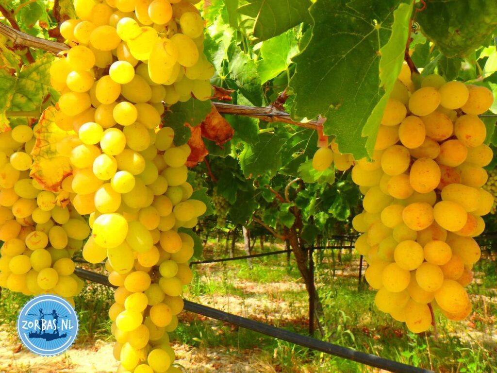 Tijdens een wandeling druiven eten op Kreta