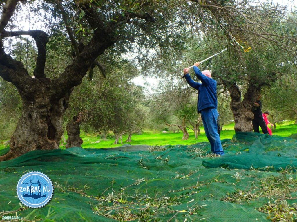 olijven oogsten in november op kreta
