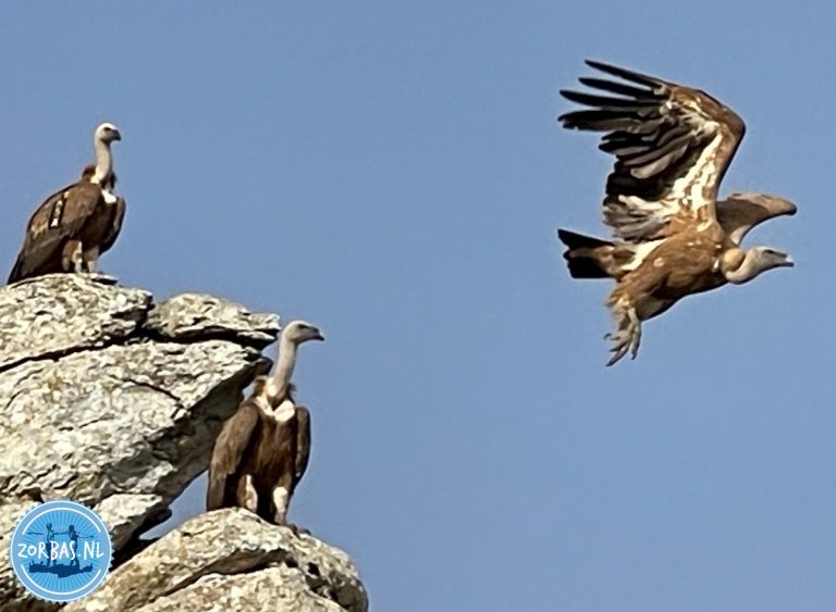 Gänsegeier sitzen auf einem Felsvorsprung und fliegen mit ausgebreiteten Schwingen vor blauem Himmel bei einer Naturwanderung auf Kreta.