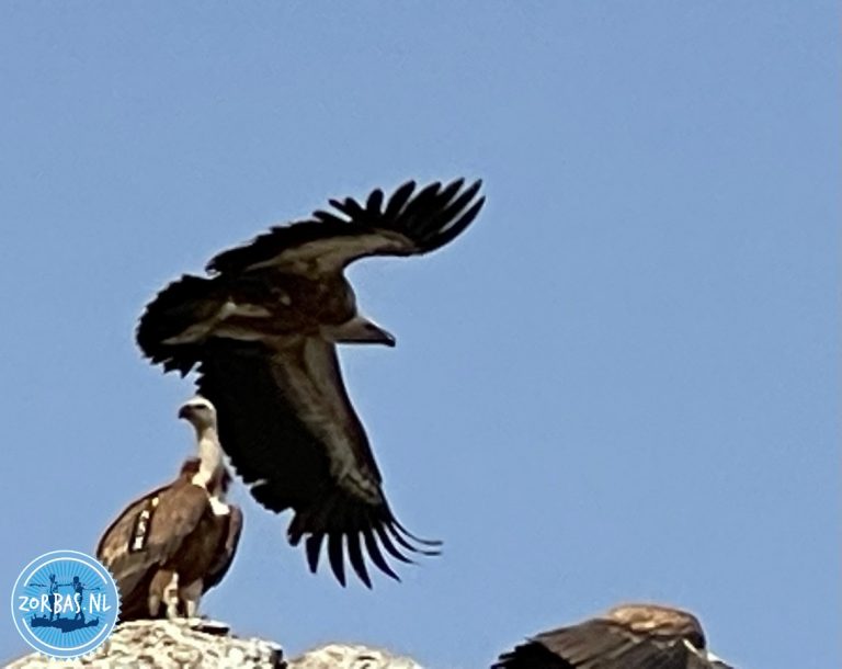 er zijn zeer veel gieren op Kreta. Het eiland herbergt de grootste populatie vale gieren van Griekenland en zelfs de grootste eilandpopulatie ter wereld. 
