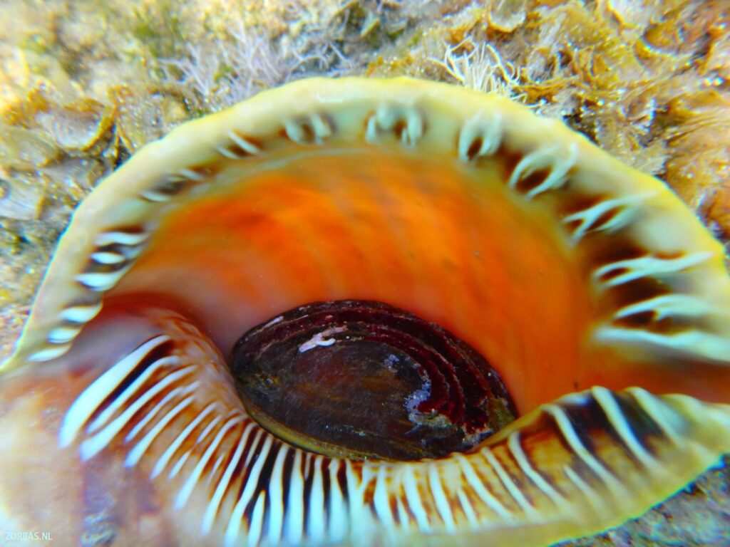 er komen tritonsschelpen voor in de Egeïsche Zee. De bekendste soort die daar leeft, is de Charonia tritonis (ook wel bekend als de Tritonshoorn of in het Grieks 'bourou').
