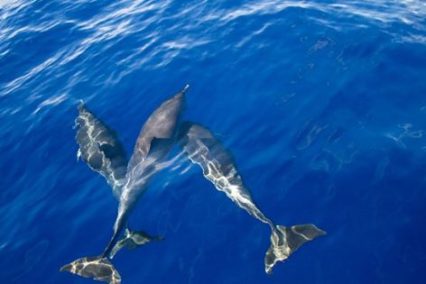 dolfijnen komen voor in de wateren rond Kreta, inclusief de regio rond Kokkini Hani en het nabijgelegen eiland Dia, hoewel ze meestal verder uit de kust in dieper water zwemmen. Voor de grootste kans om ze te zien, kunt u het beste deelnemen aan een georganiseerde boottocht vanuit de haven van Heraklion.