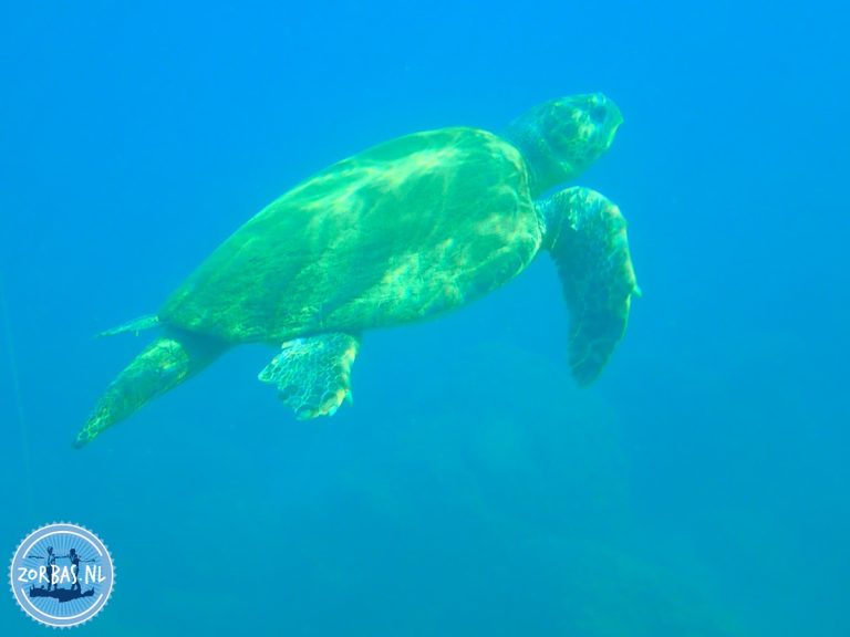 Rotsachtige baaien en grotten: Locaties zoals Skinaria Beach (bij Rethymnon) en de baai van Mononaftis staan bekend om hun heldere water, rotsformaties, grotten en diepe kloven, ideaal voor het spotten van octopussen en murenen.