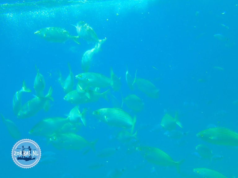 Dia Island (bij Heraklion): Populairste plek voor boottochten met uitstekende snorkelomstandigheden en helder water