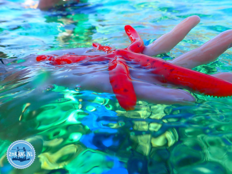 voorzichtig deze zeester op kreta in beschermd