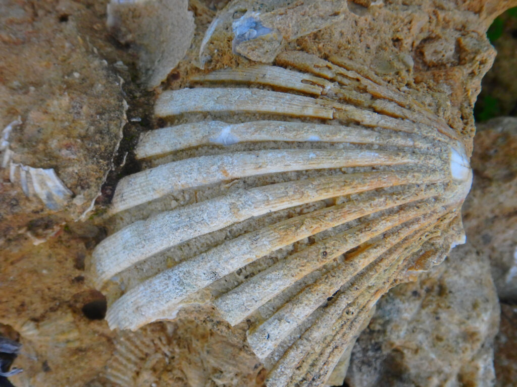 de schelpen op kreta